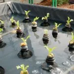 How to Keep Hydroponic Water Clean