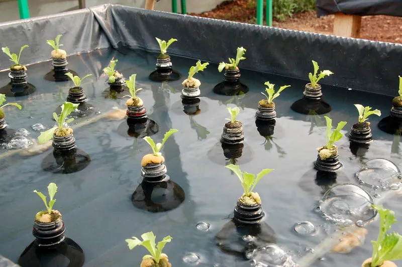 How to Keep Hydroponic Water Clean