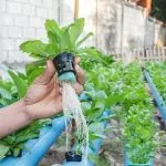 How to Oxygenate Water for Plants in Hydroponics