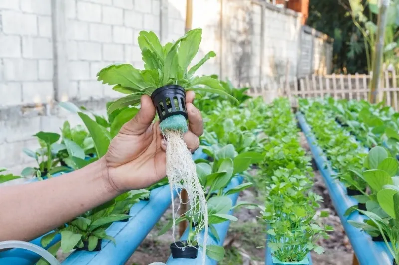 How to Oxygenate Water for Plants in Hydroponics