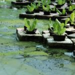 How to Prevent Algae in Hydroponics