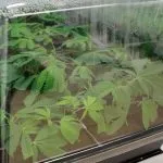 Humidity for Hydroponics