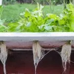 Hydroponic Root Rot Treatment