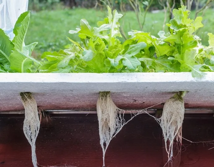 Hydroponic Root Rot Treatment