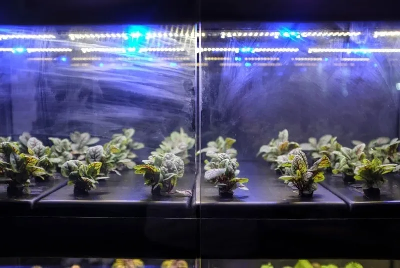 Hydroponic Smart Farm with Sensors