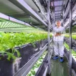 Ideal Air Temperature for Hydroponics