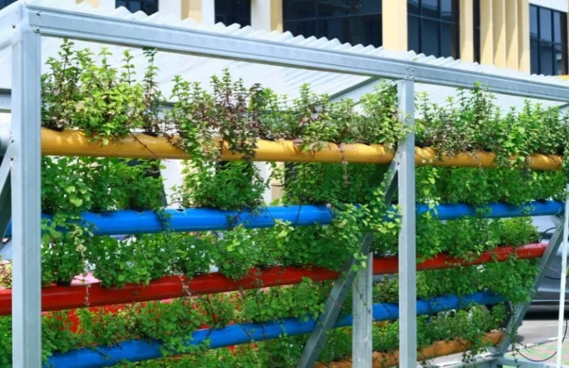 Ideal Water Temperature for Hydroponics