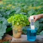 What Is EC in Hydroponics