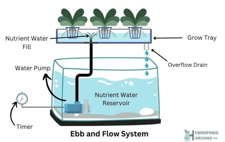 What Is Ebb And Flow Hydroponics And How Does It Work?