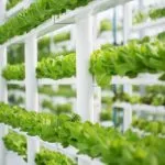 Advantages And Disadvantages Of Aeroponics