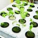 Aeroponic Cloning Tips