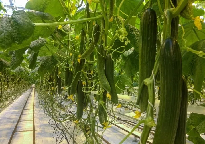 Aeroponic Cucumber Plants
