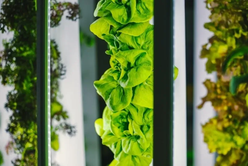 Best Vertical Hydroponic System