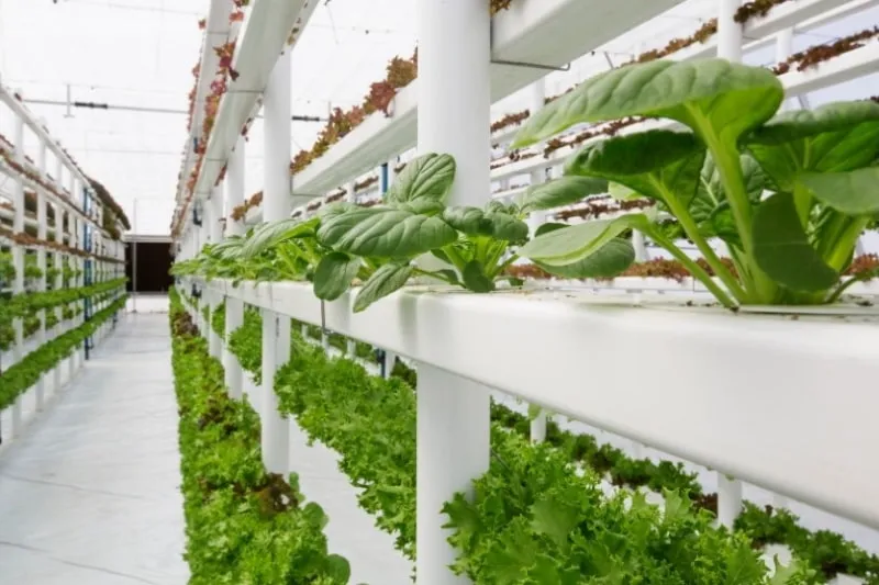 Controlled Hydroponic Environment