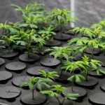 DIY Aeroponics Cloner