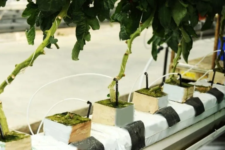 Hydroponic Drip System Diy Easy Steps For Beginners 