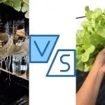 Hydroponics Vs Aeroponics