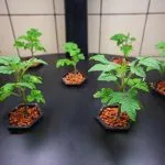 What Can You Grow With Aeroponics