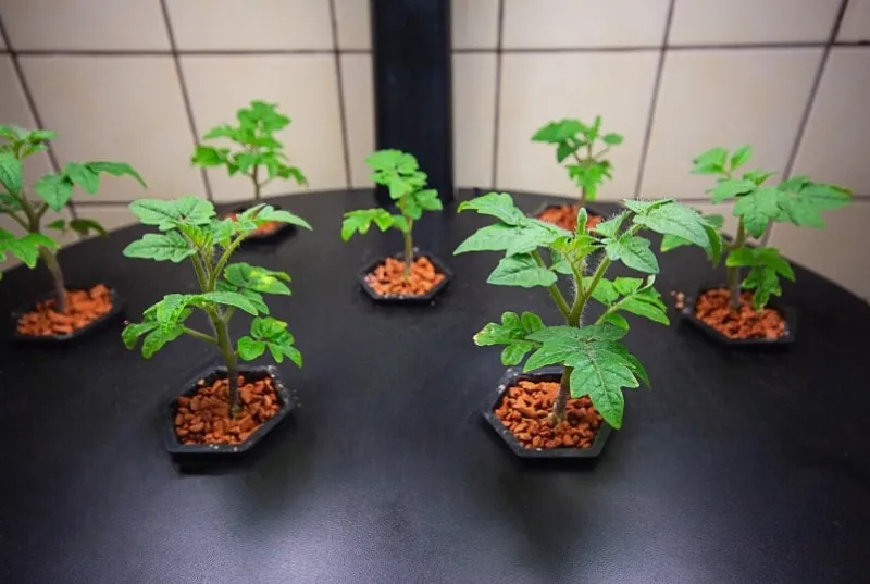 What Can You Grow With Aeroponics