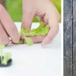 What is Aeroponics Gardening