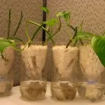 Wick System Hydroponics