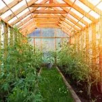 Best Plants for Hydroponics: Top Picks for Your Water Garden Best Plants for Hydroponics