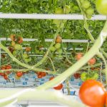 Best Tomato Varieties for Hydroponics Indoors