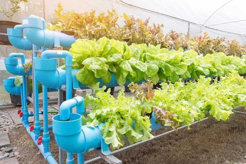 Best Vegetables for Hydroponics