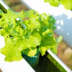 How to Fix Nutrient Lockout in Hydroponics