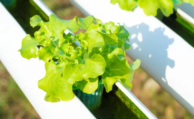 How to Fix Nutrient Lockout in Hydroponics