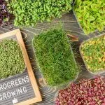 How to Grow Hydroponic Microgreens: Easy Guide How to Grow Hydroponic Microgreens at Home