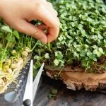 Soil Vs Hydroponic Microgreens: Growth Comparisons Soil Vs Hydroponic Microgreens
